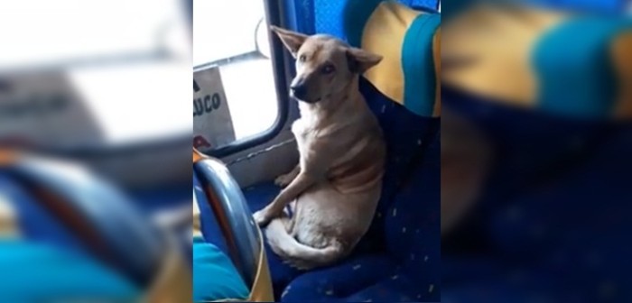 La tierna historia de perrito que subió como pasajero a una micro y que se hizo viral