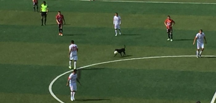 Perro travieso irrumpe en partido de Deportes Copiapó: se robó la pelota y huyó