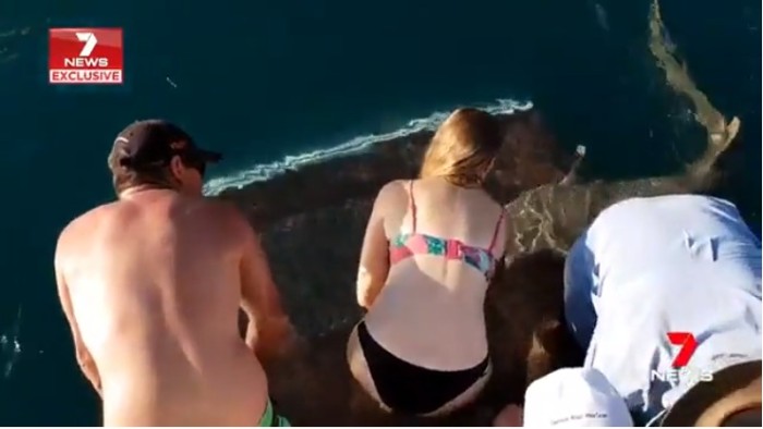 Mujer quiso alimentar a tiburón pero este la arrastró al agua y casi perdió dedo