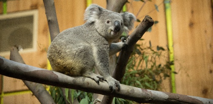 Koala sorprendió en un vuelo a Escocia: se fue sentado como cualquier otro pasajero
