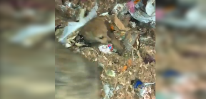 Captan momento exacto en que cachorro es rescatado de camión de la basura en Uruguay