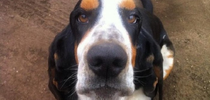 Porteño ofrece un año de vodka a quien le devuelva a 'Baltazar' su perro perdido