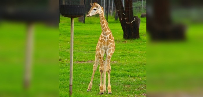 'Bebé jirafa': la nueva pose de moda en Instagram que resalta la delgadez y elegancia