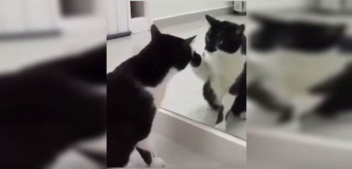 El espeluznante viral de un gato mirándose al espejo que ha dejado a varios con 'ataque'