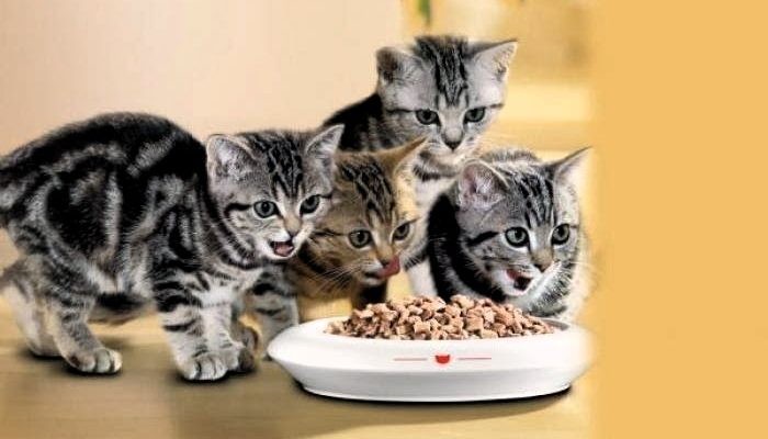 ¿8 de cada 10 gatos lo prefieren? La razón de Carozzi para acusar en tribunales a Whiskas