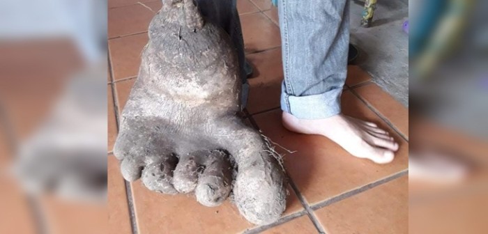 De miedo: hallan enorme papa con forma de pie humano y su registro causa furor en redes