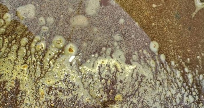 ¿Qué es el misterioso polvo amarillento que causa confusión en Quintero?