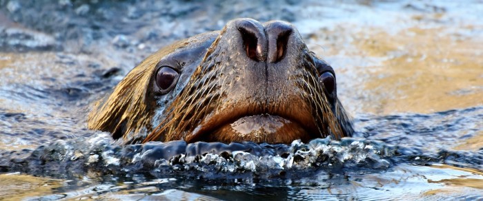 Impactante: viralizan video de león marino golpeando a kayakista con un pulpo