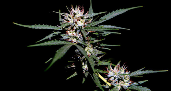 No es una broma: empresa busca 'catadores de marihuana' y ofrece más de $26 mil por hora