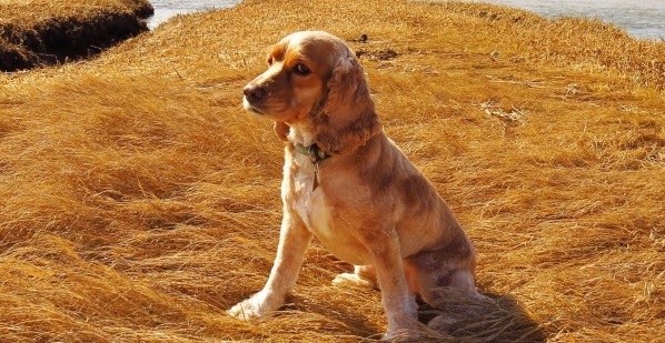 Experto reveló por qué los niños no deberían tener un perro de raza cocker spaniel