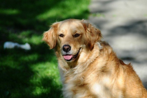 Golden Retriever / Visual Hunt (cc)
