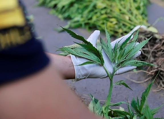 Denunció muerte de la pareja de su madre pero terminó detenido por cultivo de marihuana