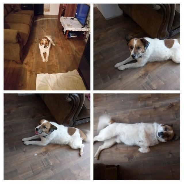 Zorro | Imagen cedida a medio asociado El Pingüino