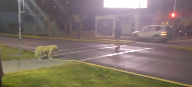 Perrito protagoniza viral del momento por dar lección de educación vial: esperó semáforo