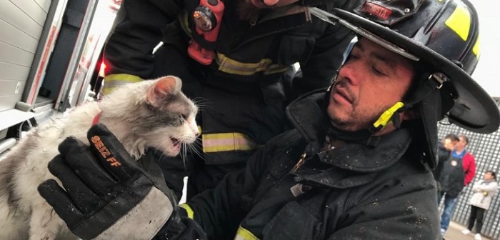 Bomberos de Santiago reciben elogios en redes tras salvar a un gatito en voraz incendio