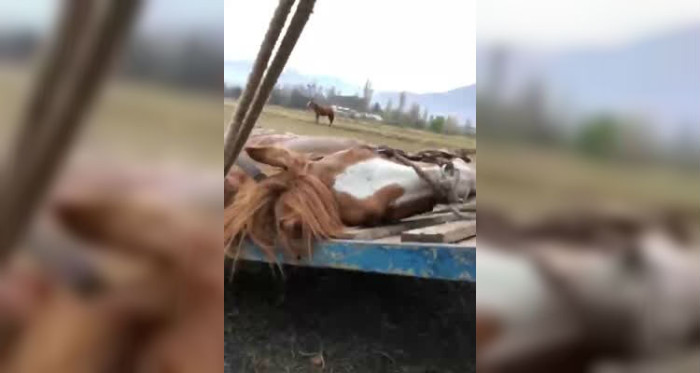 Hombre que denunció maltrato a caballo fue víctima de brutal golpiza por los agresores