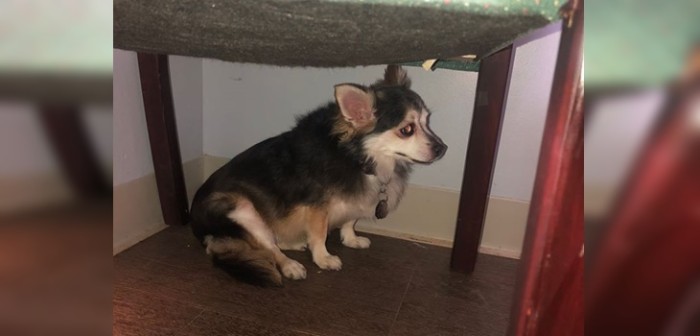 El desgarrador deseo de una mujer justo antes de morir y que involucraba a su mascota