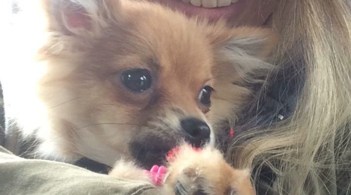 Pasajera se subió con su perro a microbús en Concepción y fue insultada por el chofer