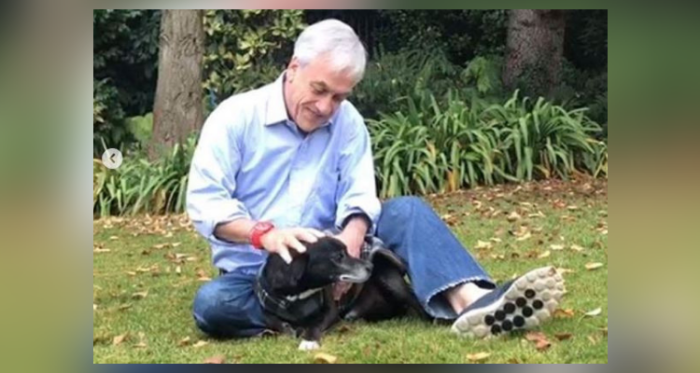 El sentido adiós de Piñera a 'Cholito': el perro atropellado que adoptó hace un año