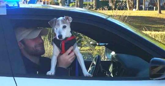 Perrito de 14 años con cáncer terminal fue policía por un día: incluso salió a patrullar