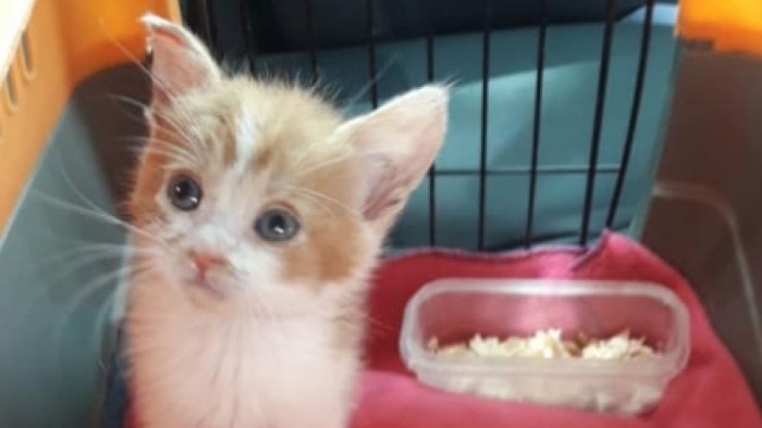 Madre de adolescente que torturó y mató a gata Emma: 