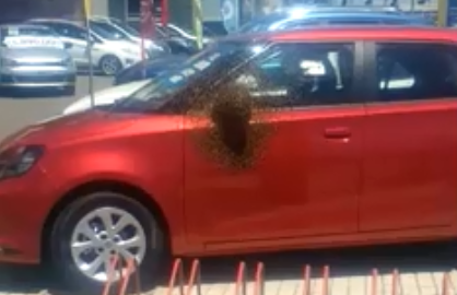 Extraño fenómeno: abejas invadieron nuevamente automotora penquista