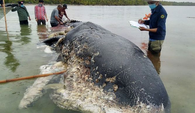 El terrible hallazgo en ballena muerta en Indonesia: tenía 6 kg de plástico en el estómago