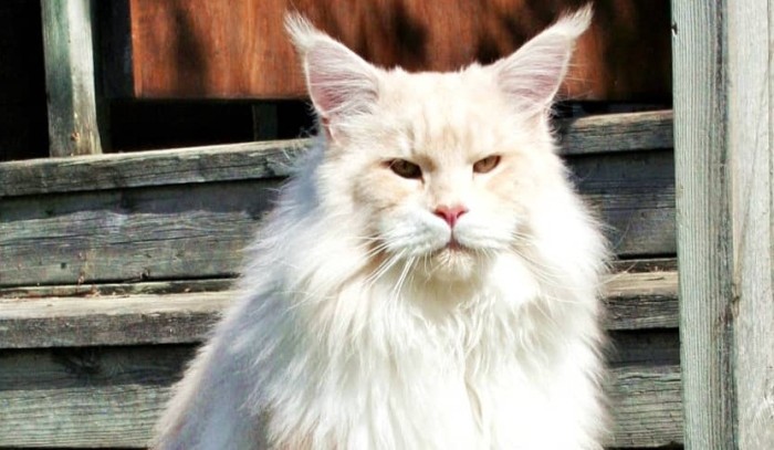 Lotus: el gato gigante de 10 kilos que es furor en Instagram