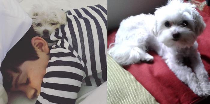 El tierno llamado de niño para encontrar a su perrita en Vitacura: ofrece un pan de pascua