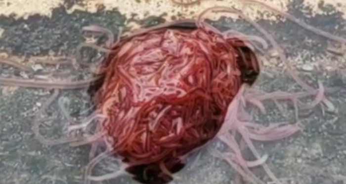 Expertos explican qué es la espantosa criatura que asustó en Texas y a muchos en redes