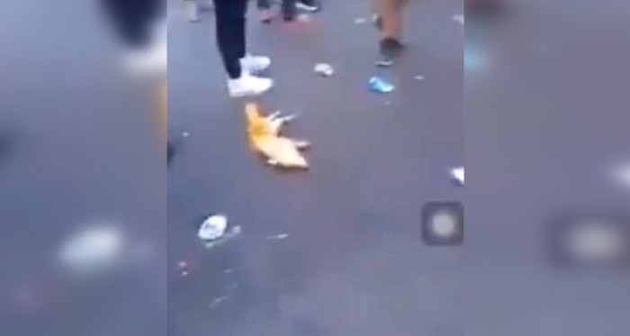 Cruel video de hinchas de River Plate pateando a un cerdo causa indignación en redes