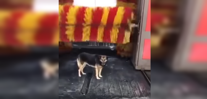 Ingenio puro: video de perro bañándose en un autolavado es furor en redes sociales