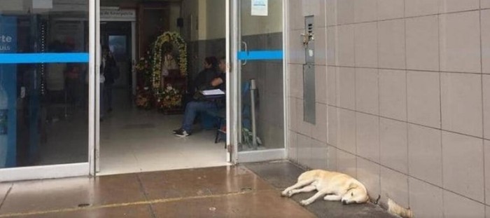 Final feliz: perrito que esperó afuera de hospital a su humano muerto fue adoptado