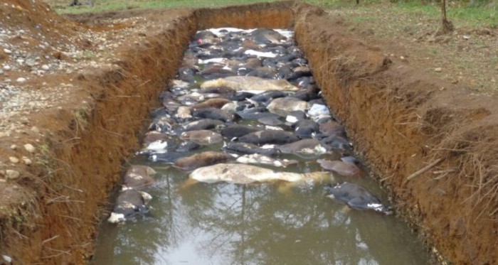 Trabajadores acusan daño psicológico tras ser forzados a matar brutalmente a terneros