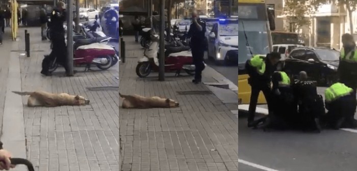 Por defender a su amo: desgarrador video captó agonía de perrita que recibió disparo de un policía