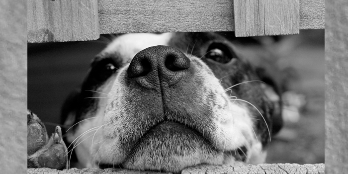 Cruel caso de maltrato animal: perrito tuvo que comerse una pata tras semanas en ayuno