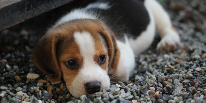 Perro que fue enterrado vivo en Brasil fue rescatado: video generó indignación