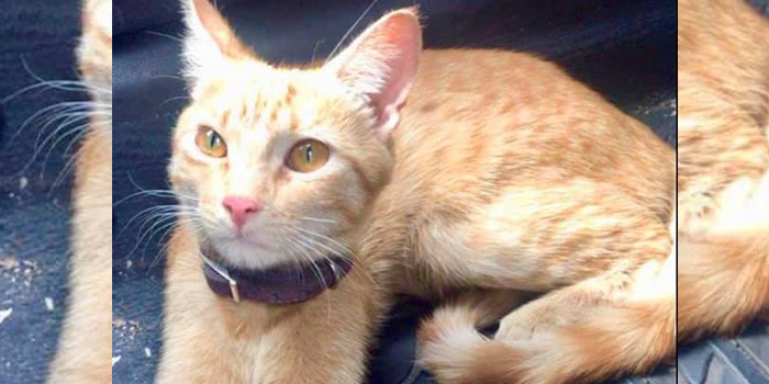 Sana y salva: apareció Torvi, la gatita que Latam perdió hace un mes