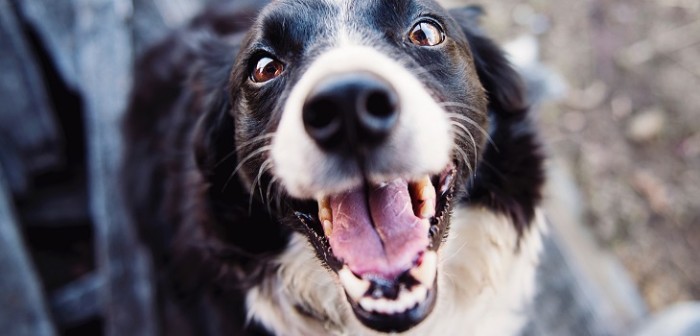 Fallece mujer que confundió medicamento para la tos con veneno que había comprado para matar perros
