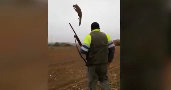 Torturó a zorro hasta la muerte: el horrible caso de maltrato animal que fue grabado en España