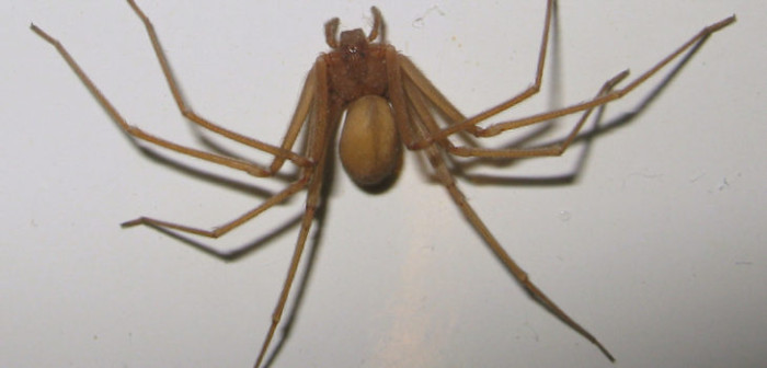 ¿Qué debes hacer si te muerde una araña de rincón?