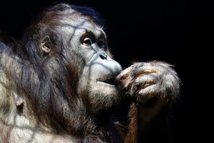 Mujer fue acusada de acosar sexualmente a un mono: deberá pasar 3 años en la cárcel