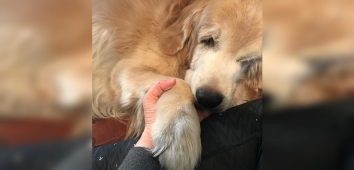 Mujer le cantó al oído a su perrito justo antes de morir y compartió duro momento en redes