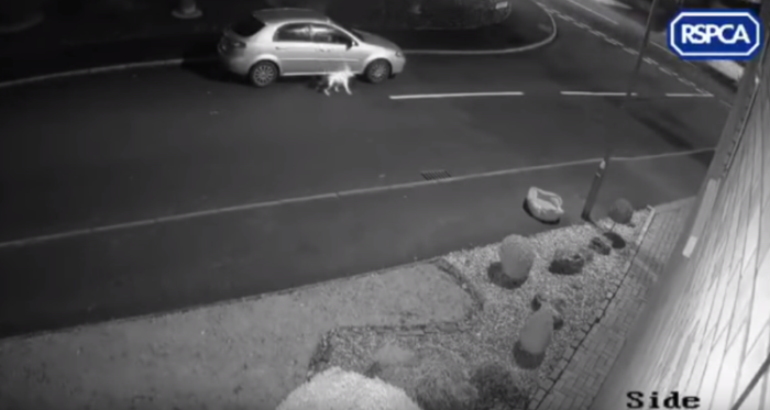 Te romperá el corazón: el desgarrador momento en que un perro trata de resistir abandono de su dueño