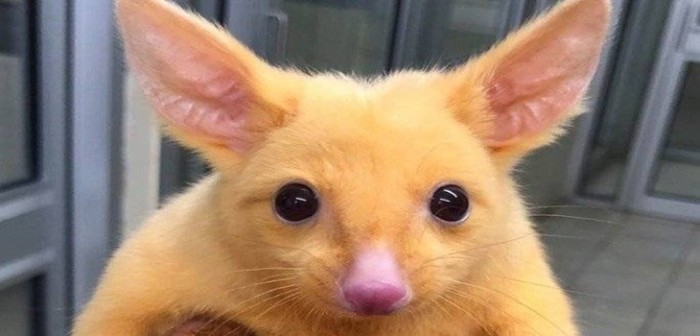Zarigüeya mutante de Australia genera locura en redes por su notable parecido con Pikachu