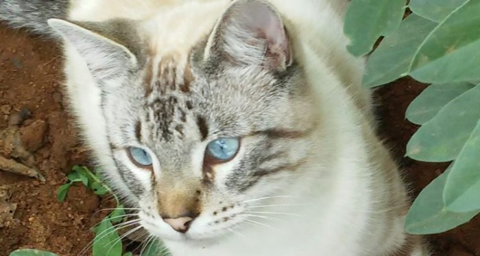 La triste historia de gatito que se perdió en veterinaria: deberán indemnizar a dueña