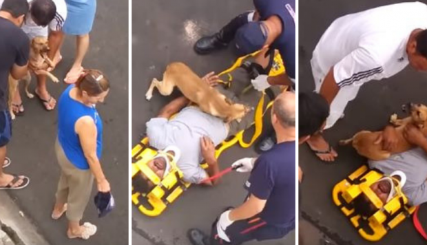 Perro se vuelve viral tras quedarse fielmente junto a su dueño que se desvaneció en la vía pública