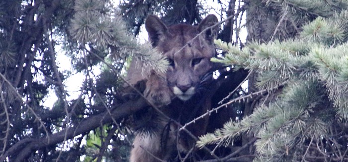 Puma atrapado en el pino de un domicilio en Lo Barnechea levantó gran operativo multidisciplinario
