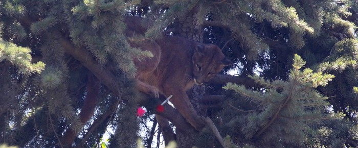Puma atrapado en un árbol pudo ser rescatado: está estable y sin fracturas aparentes