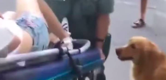 Juntos por siempre: perro guió a una ambulancia para que llegara hasta su dueña desmayada